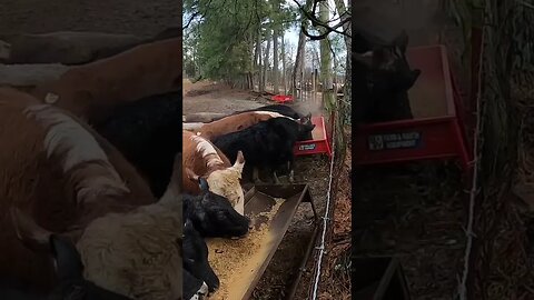 Just feedin’! #farm #ranch #cattle #farmlife #ranchlife #cowboys #hay #feedingcattle #cow #cowboy
