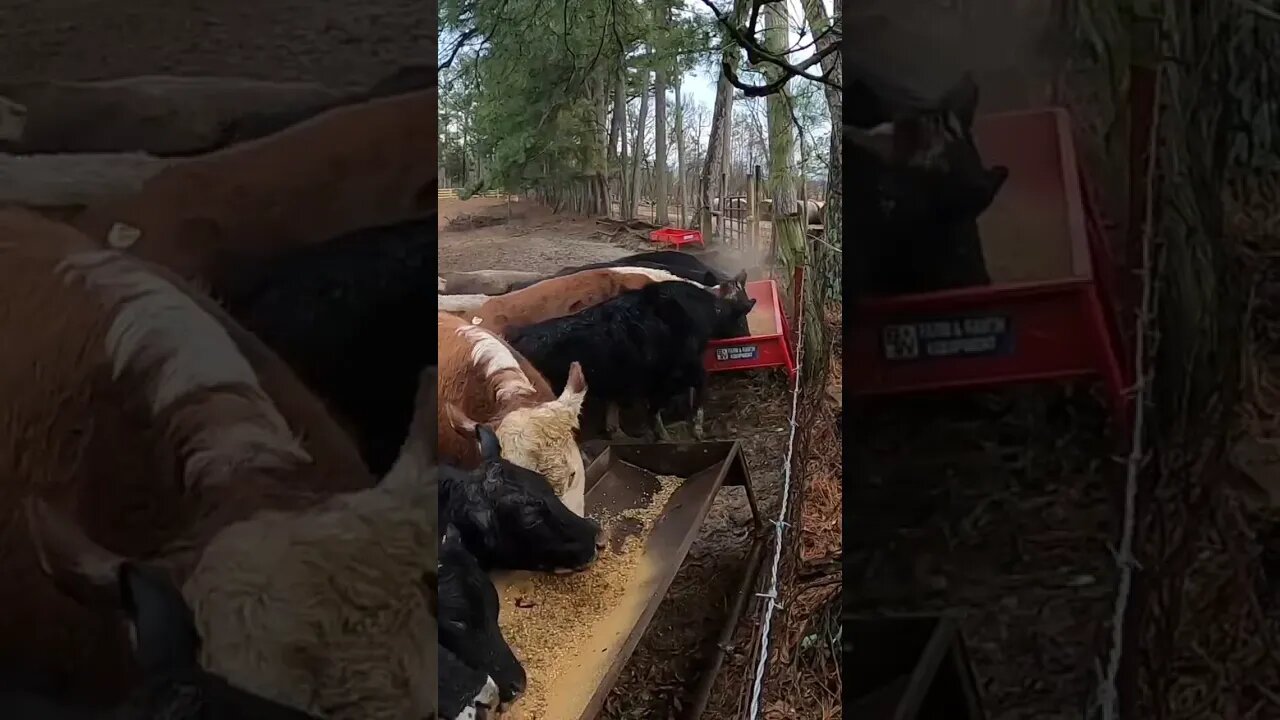 Just feedin’! #farm #ranch #cattle #farmlife #ranchlife #cowboys #hay #feedingcattle #cow #cowboy