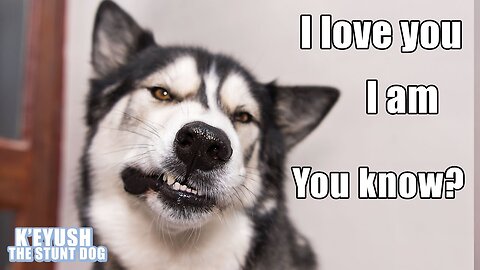 15 Times My HUSKY Spoke Near Perfect English! The Best He Can!