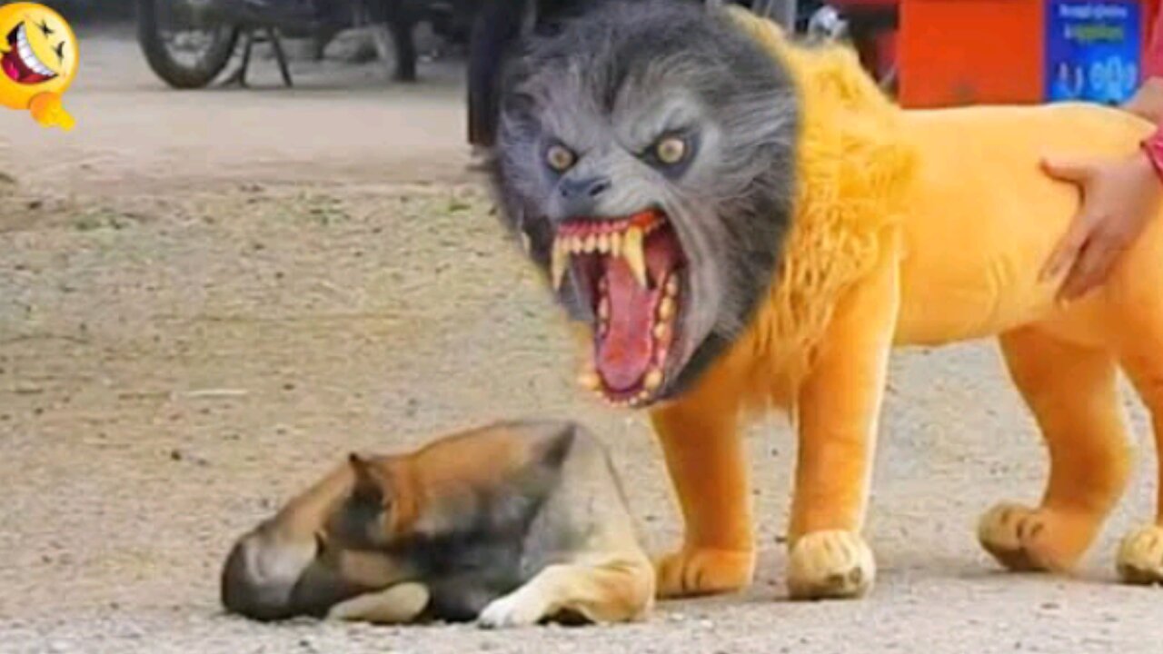 Funny tiger and dog pranks