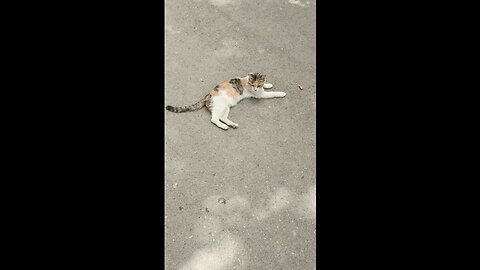 A cute and beautiful cat is resting