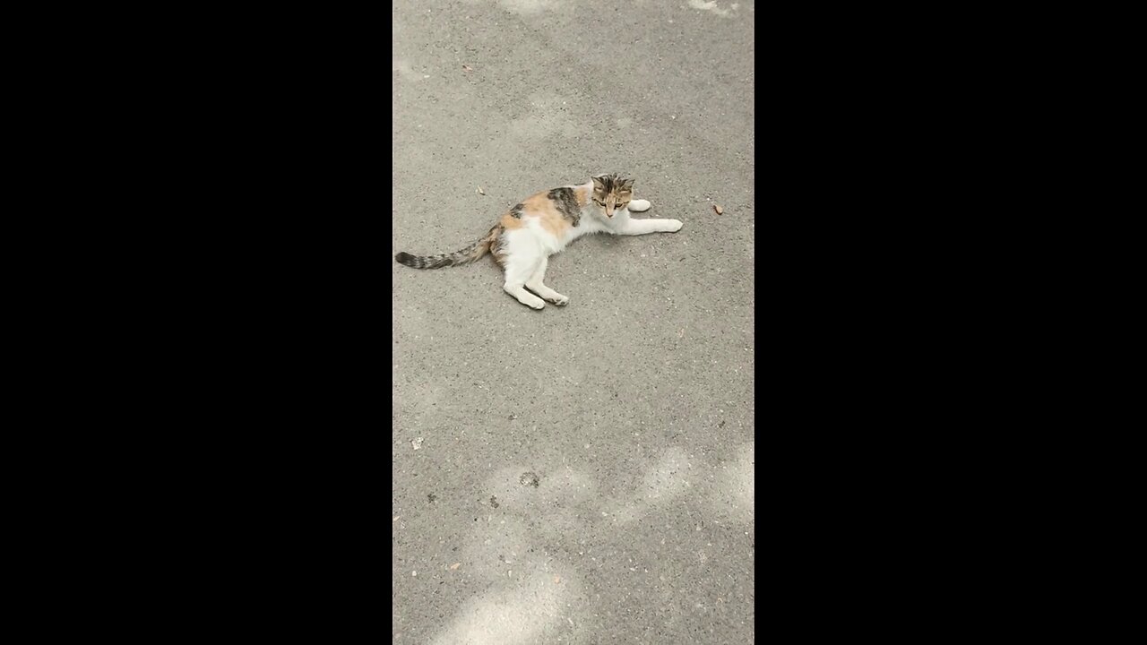 A cute and beautiful cat is resting