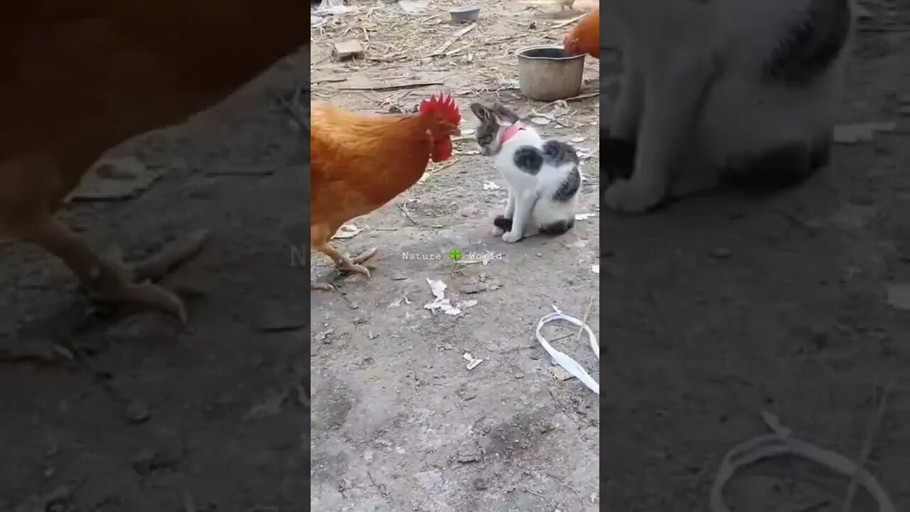 बिल्ली और मुर्गे की लड़ाई🤣Cat And Chicken Fight #shorts #cat #chiken