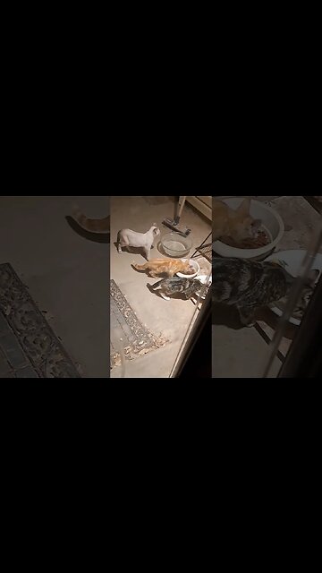 help me save these baby kittens #viral #cat #kitty #babyanimal #kittycat #babycat #cutekitty