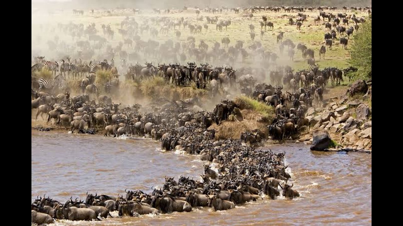 Wild best migration Serengeti - Maasai Mara