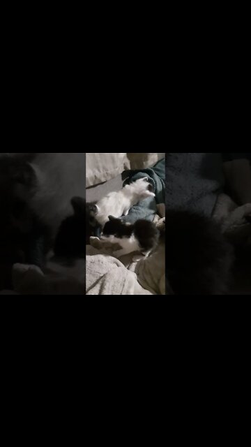 Morning time the babies were on the move.