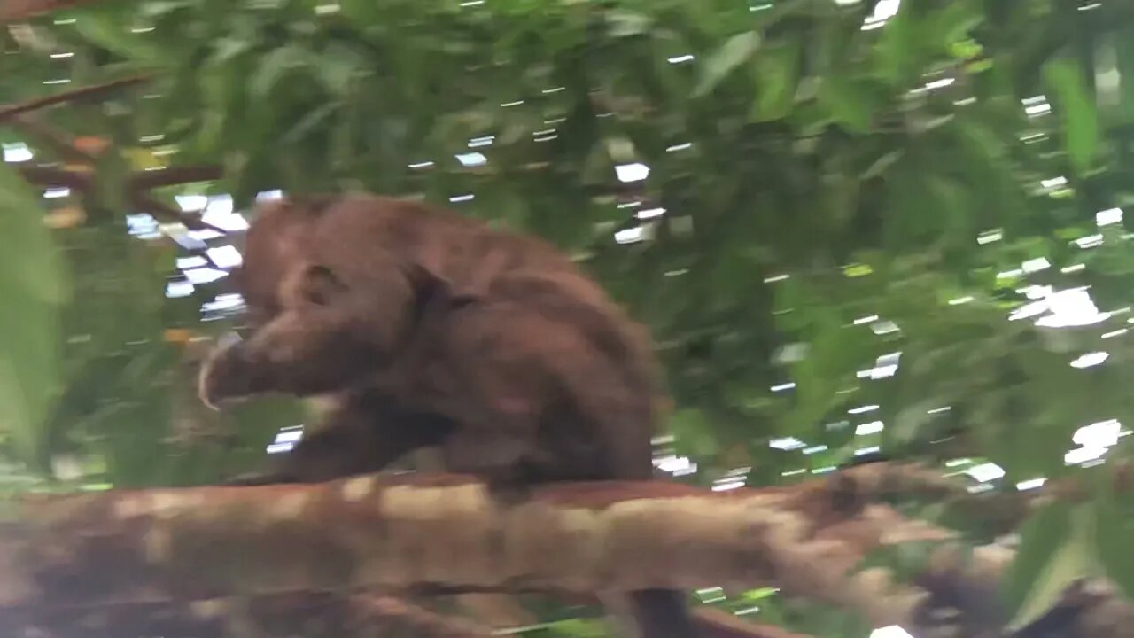 Wild Capuchin Lights Lighter with His Thumb