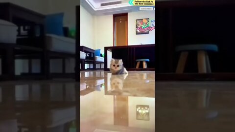cute cat videos 😹 funny videos 😂 734 😻 #shorts #shortsfunny #cutecat #funnycat #catvideos #catscare