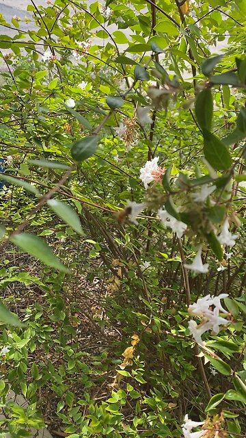 Texas second spring, summer is just hell.