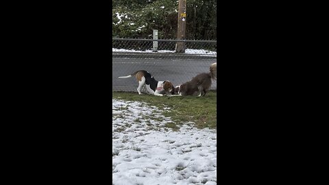 Charlie Walker hound & his girlfriend Athena