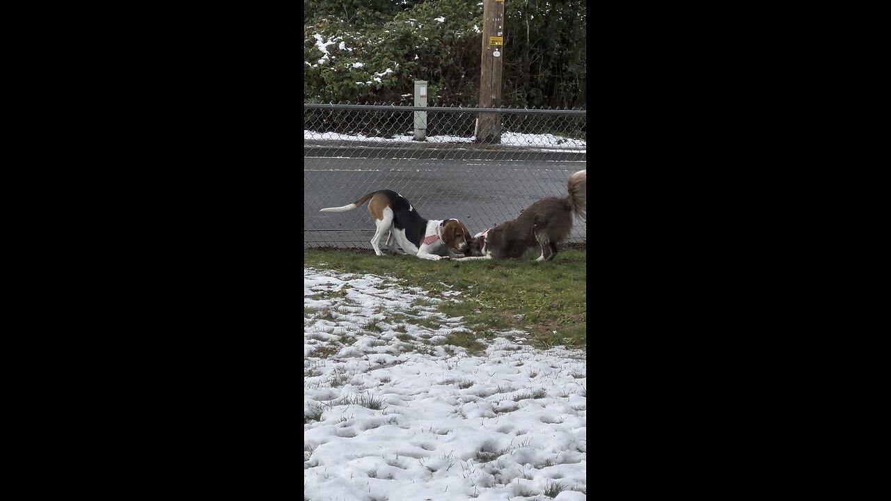 Charlie Walker hound & his girlfriend Athena