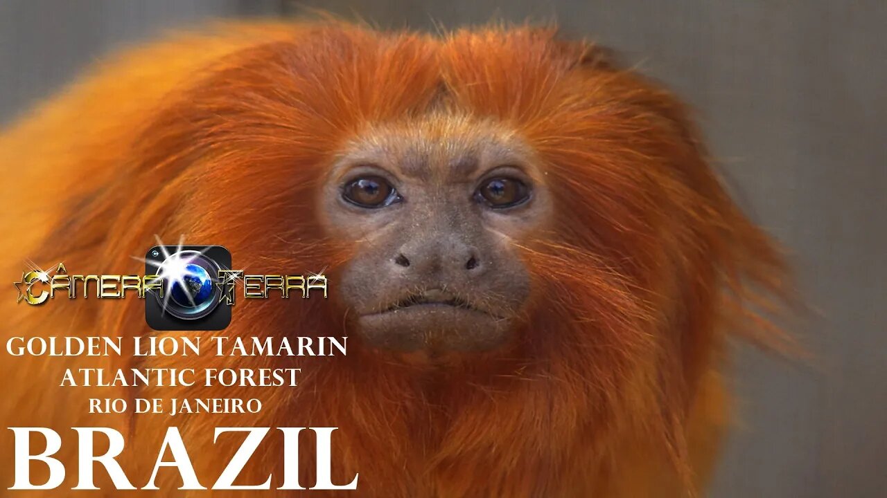 🌎Mico-Leão-Dourado (Leontopithecus Rosalia) Mata Atlântica, Rio de Janeiro, Brasil | 2021