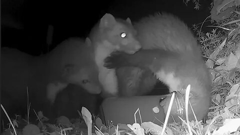 A jar of honey | Trail camera | Wild life | Martens
