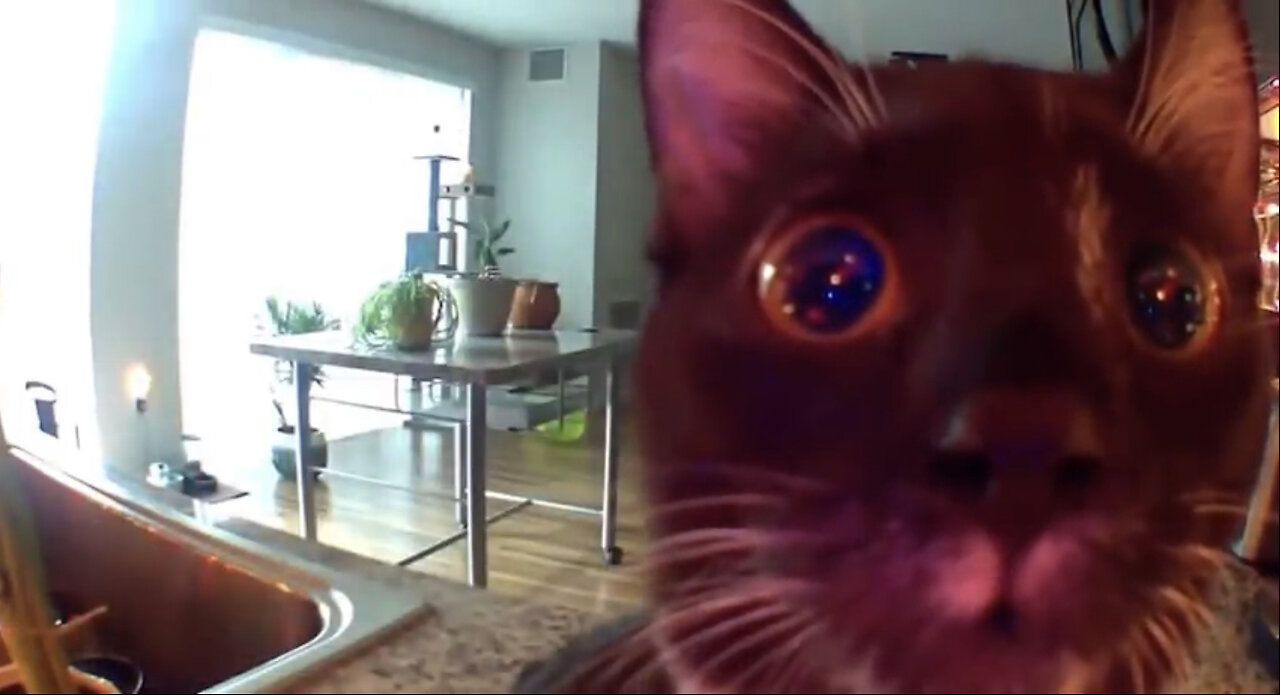 Kitten thinks I'm stuck in camera (FULL VERSION)