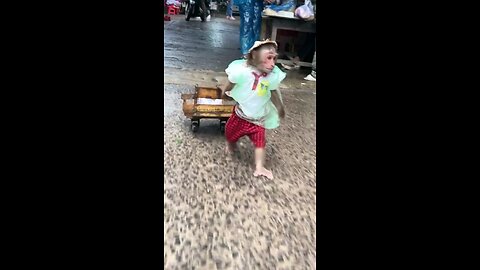 funny animal videos