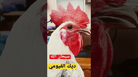 #ديك_الفيومي #chicken