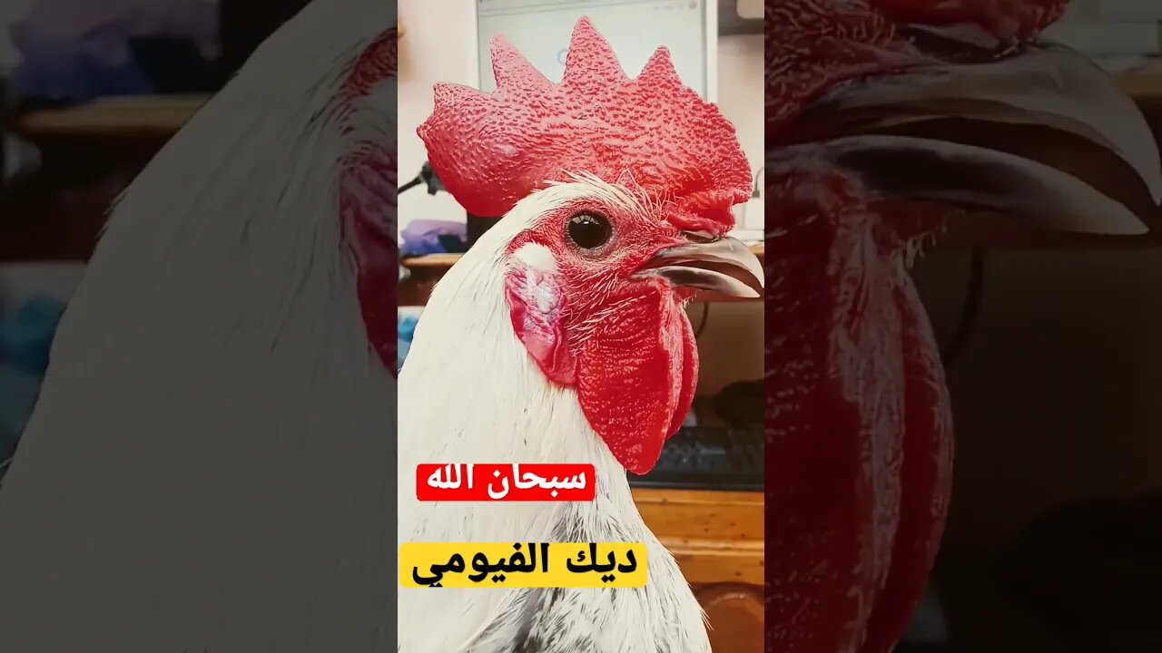 #ديك_الفيومي #chicken