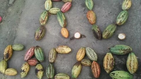 R.V CACAO FARM VIDEO PRESENTATION!!