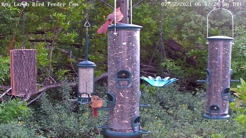 Three immature cardinals