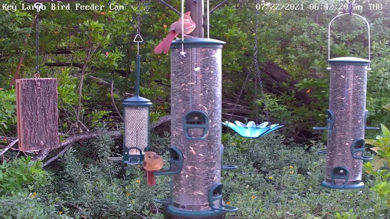 Three immature cardinals