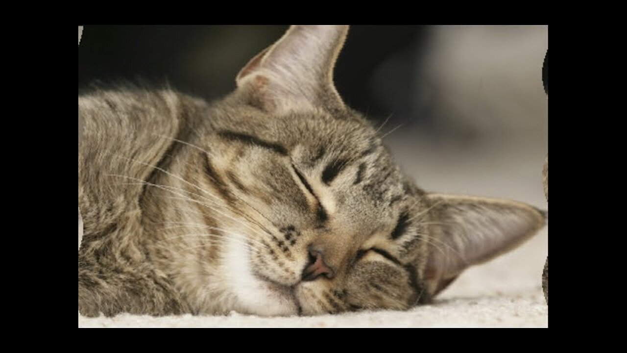 Funny Cute Animals Videos