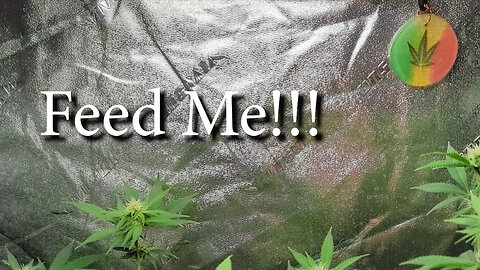 Week 4 of Flower - Nuke Daddy - Feed Me!