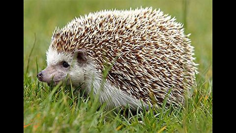 fuuny animal video