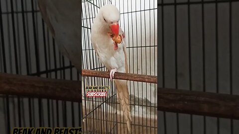 Parrot Enjoy Peanut 🥜 #talkingparrot #parrot #birds #shorts #subhanallah #alhumdolillah #allah #new