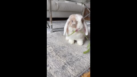 Some bunny ASMR to brighten your day 🐰