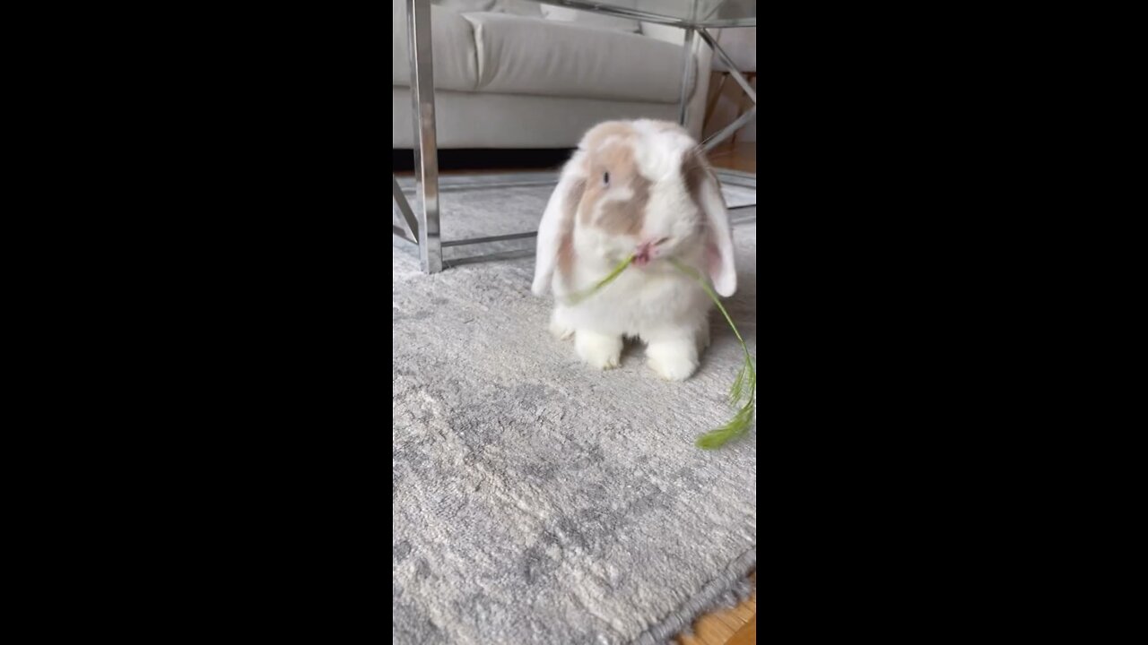 Some bunny ASMR to brighten your day 🐰