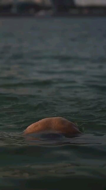 You will be successful part 6