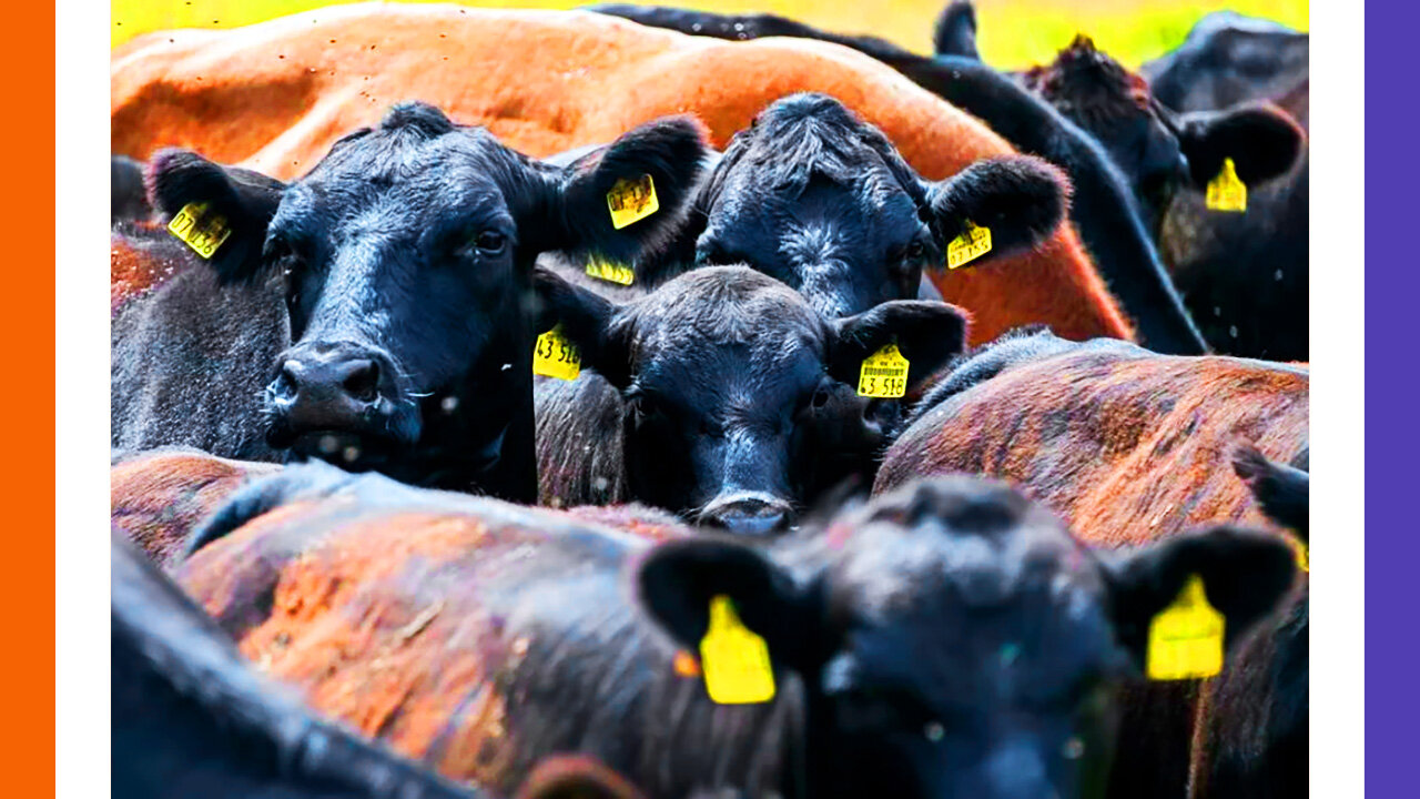 10,000 Cattle Died SUDDENLY