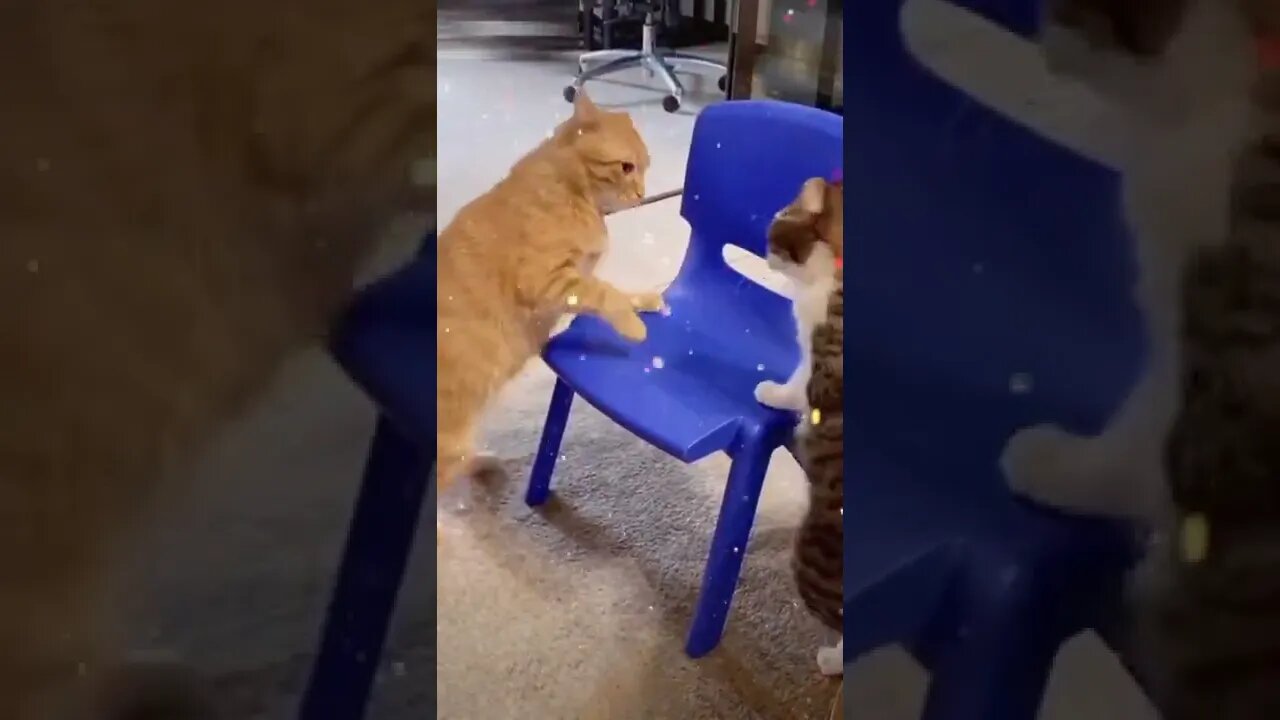 Funny cats video Cute and beautiful cats playing #38