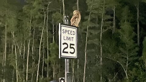 Owl Encounters Of The 4th Kind! #Owl