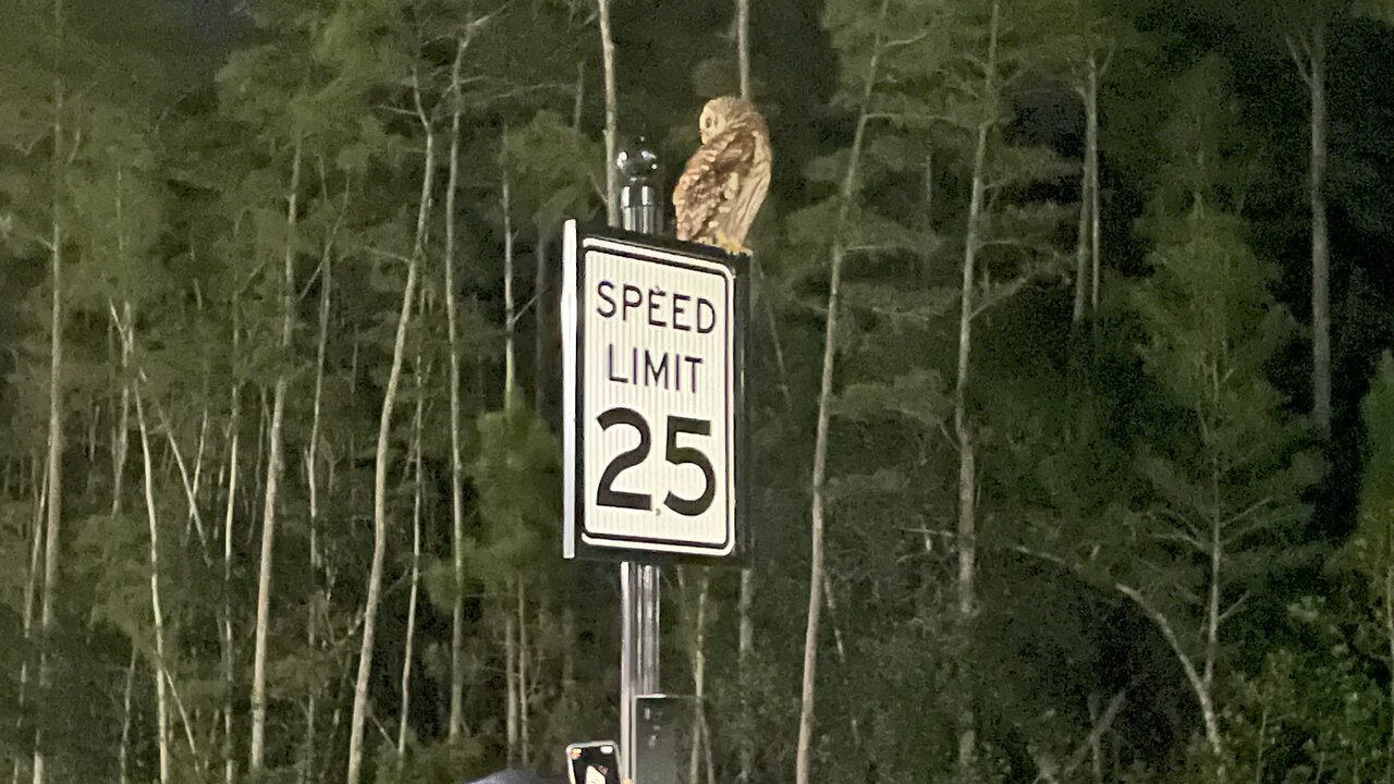 Owl Encounters Of The 4th Kind! #Owl