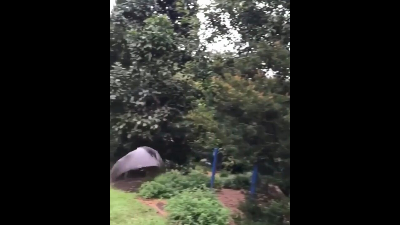 A golden-crowned flying fox takes off in slow motion