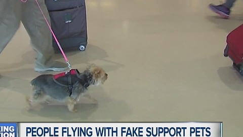 People flying with fake support pets