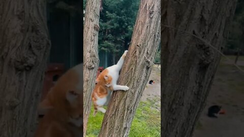 cat climbs a tree
