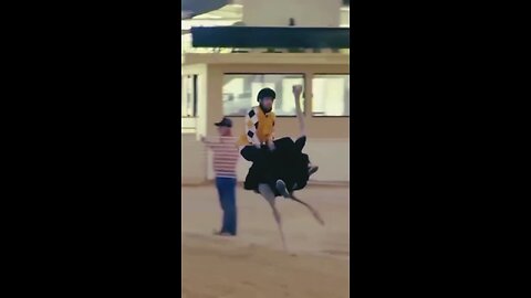 Animal Funny Moments