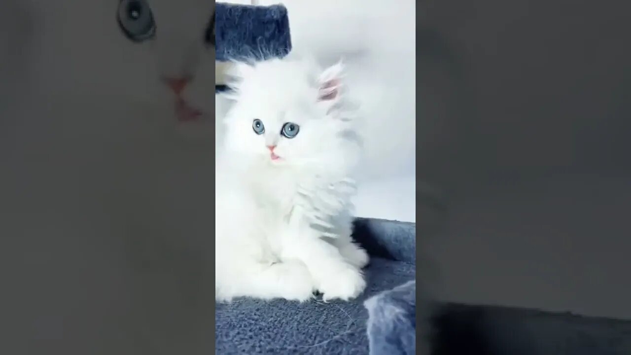 cat cute Videos#cat #reels #shorts