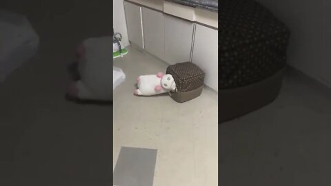 Little dude is determined to get his new unicorn to fit in his house…😏😂🐶🦄