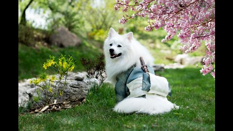 Cute dog video shorts
