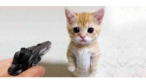 Nice guts in the world 😻 Have fun roasting with cats for a hot mood!