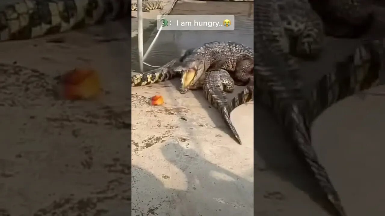 MATE I'M HUNGRY 🐊🐊🐊🐊🐊🤫🤭