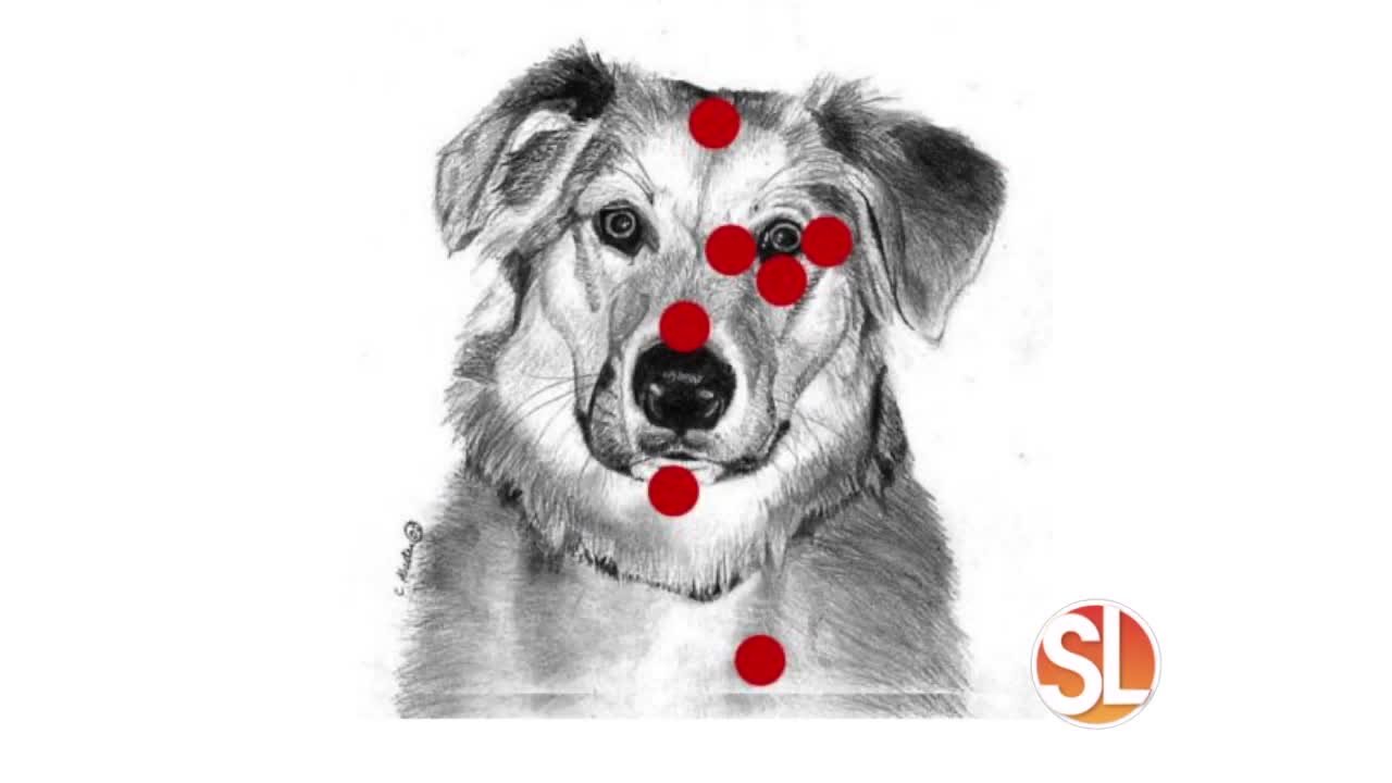 Tap your way to better mental health for your pet! Techniques to help pets that suffer from anxiety, fear or depression