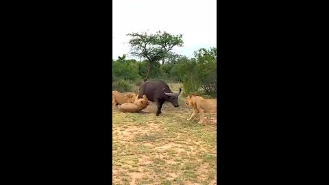 animal super shorts video