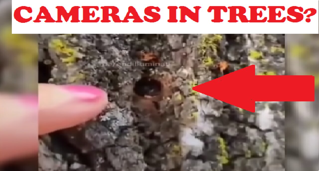 Freedom Convoy Creepers! Australian People Are Finding Cameras in Trees Where They Are Protesting.