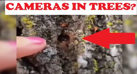 Freedom Convoy Creepers! Australian People Are Finding Cameras in Trees Where They Are Protesting.