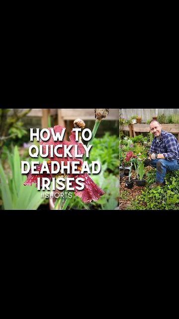 😮How To Quickly Deadhead Irises - #Shorts