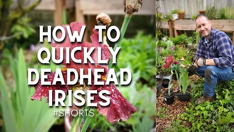 😮How To Quickly Deadhead Irises - #Shorts